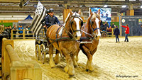 Salon de l'agriculture  -  Paris. 